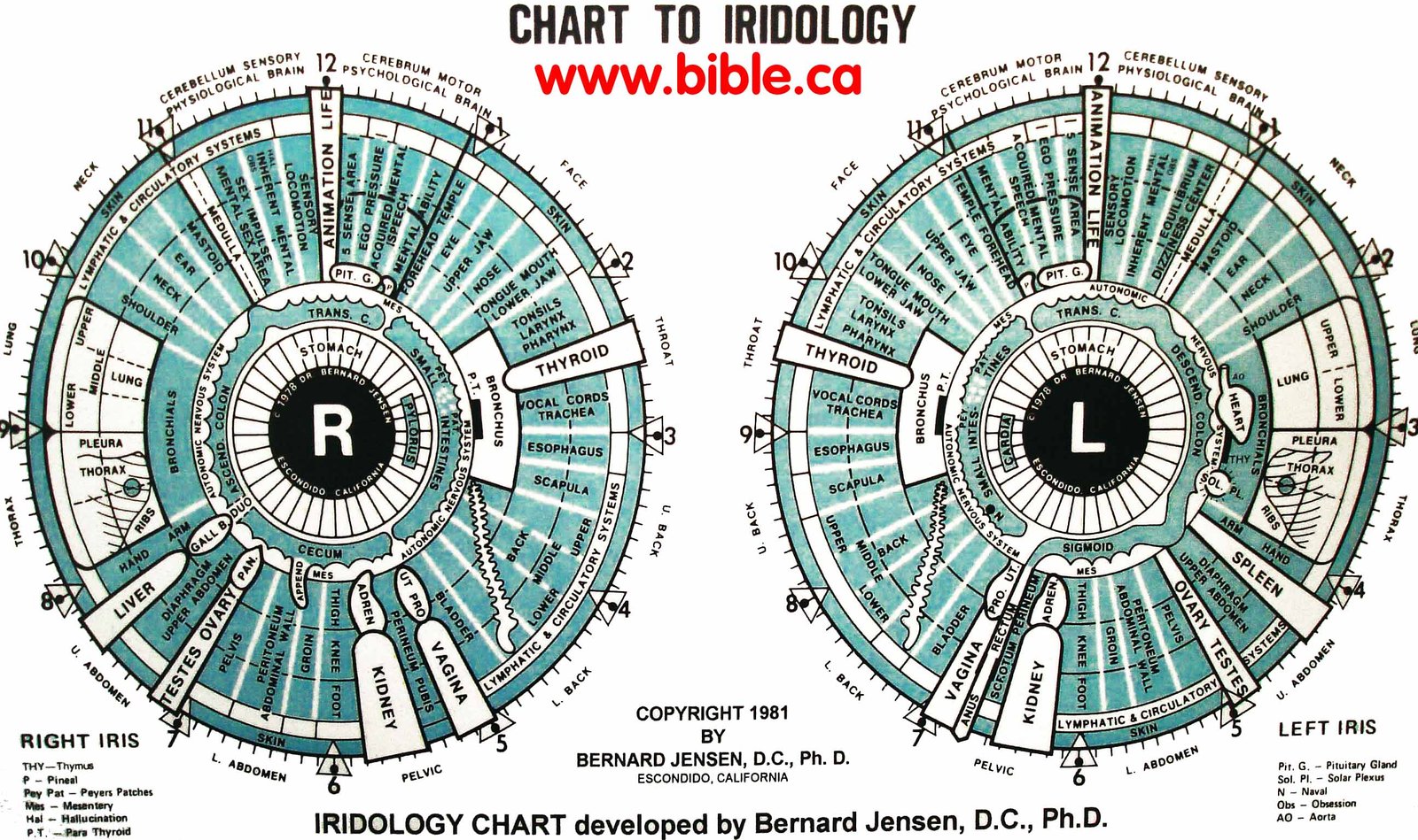 Dr Jensen Iridology Chart