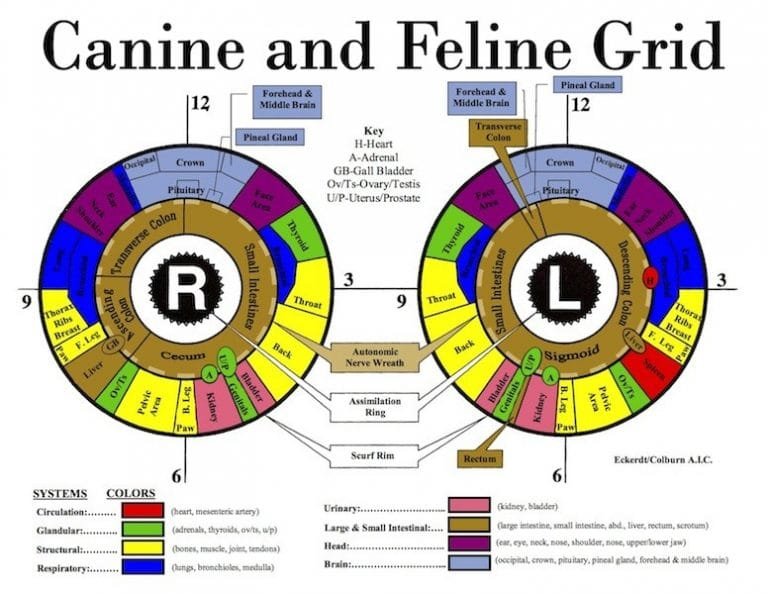 What It Iris Chart And How To Read Iris Chart? – MAIKONG Iridology ...