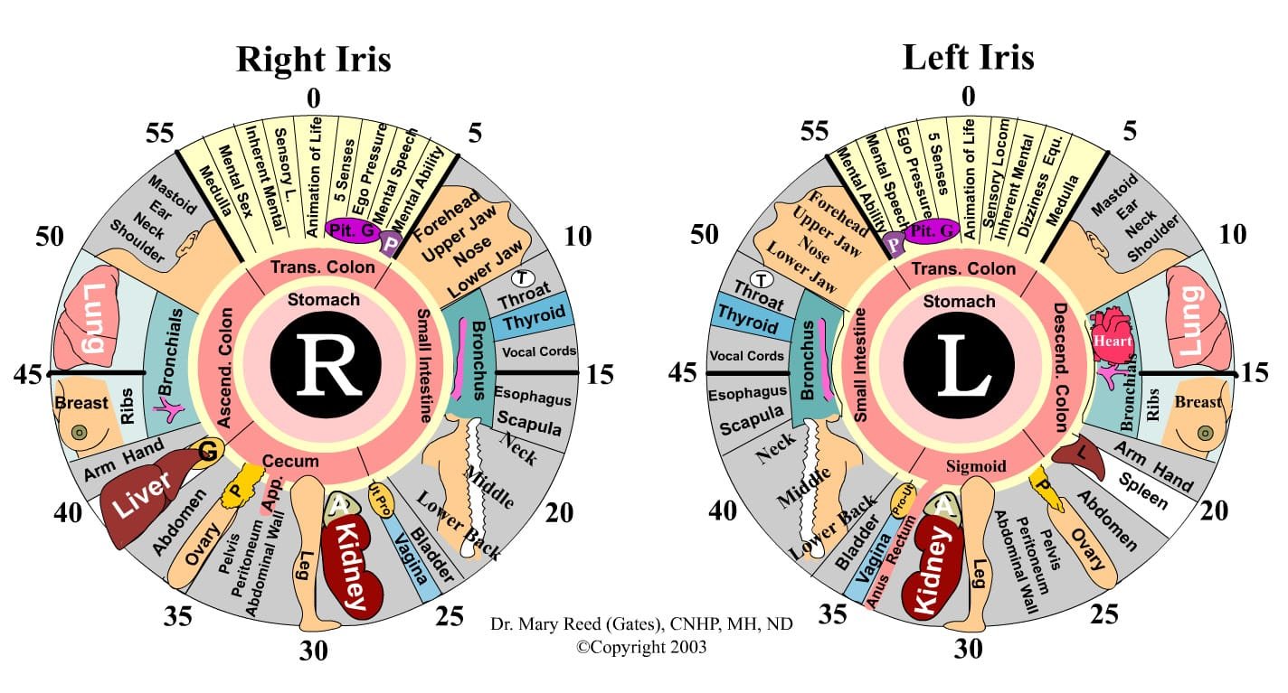 Iridology Charts Download Free 15 PCS Iriscope Iridology Camera 