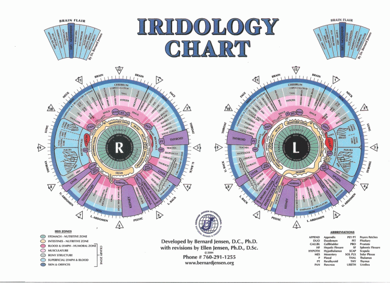 Free Iridology Chart – MAIKONG Iridology Camera - Iriscope-Leading